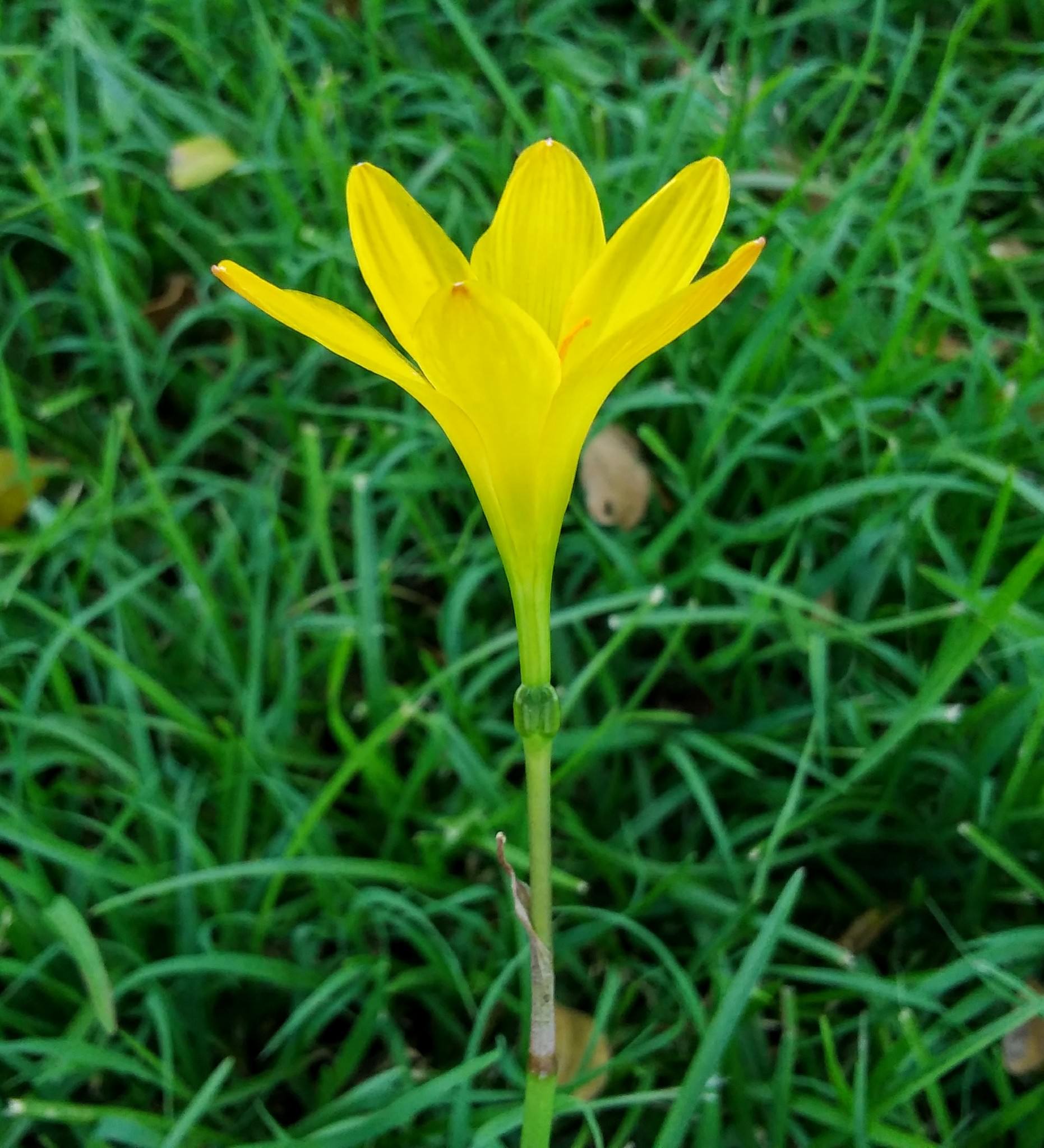 Zephyranthes citrina